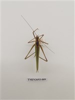 藏品(直翅目(1))的圖片